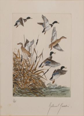 beaucoup d'oiseaux qui volent dans les airs