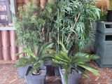 several potted plants sit on a brick floor in front of a building