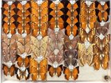many different types of butterflies displayed in a display