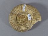 an image of a fossilized ammonite with a tag on it ' s side