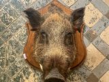 an overhead view of a boar head mounted on a wall
