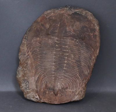 une image d'un rocher sur lequel on distingue une structure ressemblant à un fossile