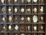 a display case filled with shells and seashells