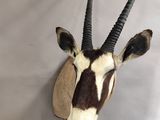 an antelope head mounted on a wall in a room