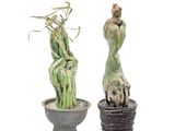 deux statues représentant un homme et une plante en pot