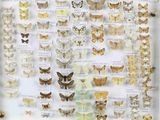 de nombreux types de papillons différents présentés dans une vitrine
