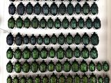 a lot of green bugs that are on the wall