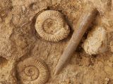 an image of a close up of a fossil with a baseball bat on it