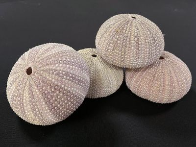 three white sea urchins sitting on top of a black surface