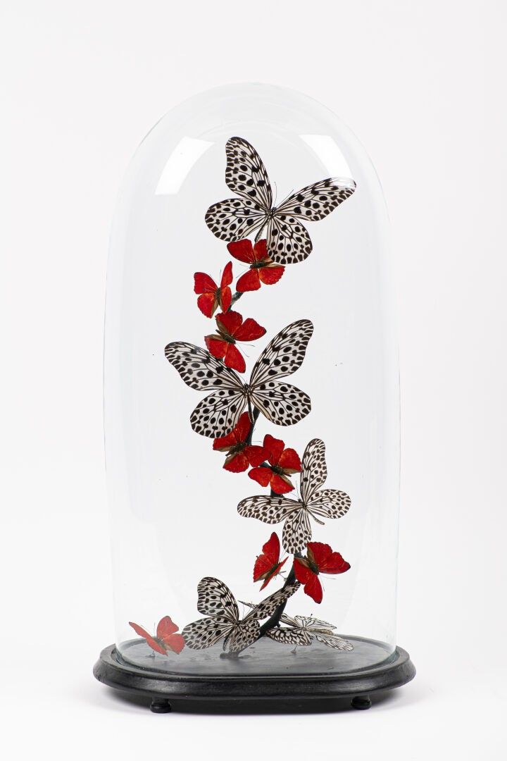 Objets d'art & Curiosités