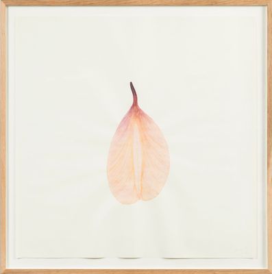 a framed photograph of a pink leaf on a white background
