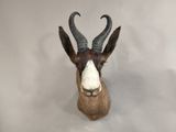 une fausse tête d'antilope accrochée au mur