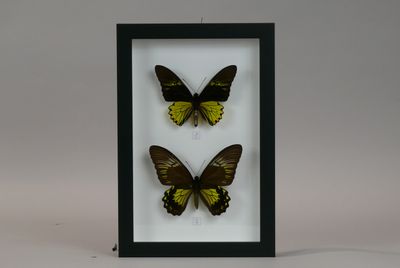 two yellow and black butterflies in a black frame on a white background
