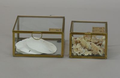 two glass boxes with shells inside of them on a table