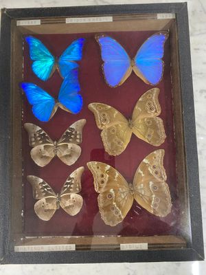 a picture of a display of butterflies in a shadow box
