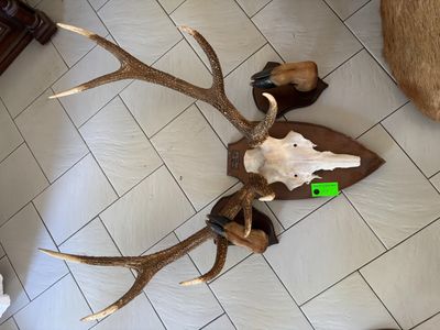 a lot of antlers on the floor of this room