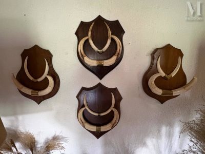 Quatre défenses de phacochères en trophée