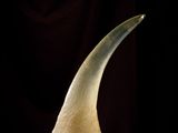 a close up of an elephant ' s tusk on a purple cloth