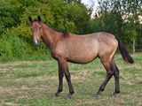 a horse that is standing in the grass in the field