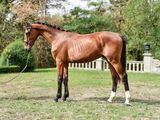 a brown horse that is standing in the grass