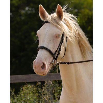 un cheval blanc avec une bride, debout devant une clôture