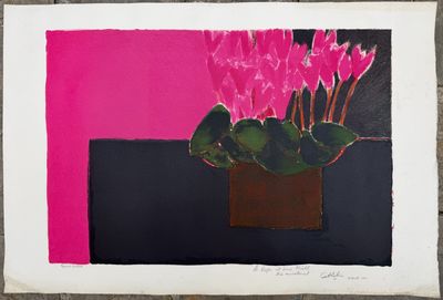 un cyclamen rose en pot sur un fond noir et rose