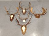 plusieurs têtes de cerfs accrochées au mur d'une pièce