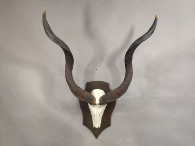 une tête d'antilope empaillée accrochée au mur, avec de longues cornes