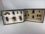 two display cases with various insects in them