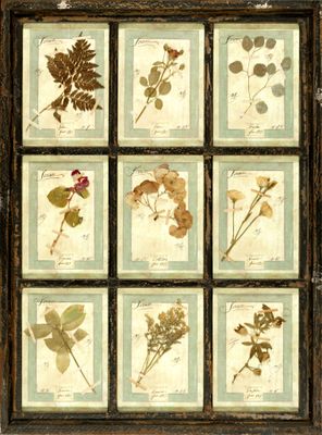un vieux châssis de fenêtre contenant un bouquet de fleurs pressées