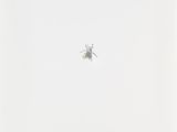 un insecte qui vole dans le ciel par temps nuageux