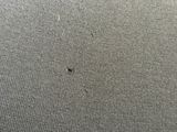 a bug that is sitting on a piece of fabric
