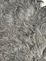 Plumes noires, Europe, vers 1890-1900 (photo 6)