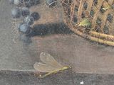 reflection of a basket of grapes and a dragonfly on a window sill