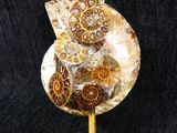 an image of a sculpture of a shell on a stand