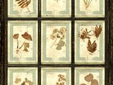 une image d'une photo d'une photo représentant un bouquet de plantes