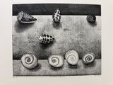 dessin en noir et blanc représentant des coquillages et des coquilles posés sur une table