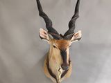 une tête d'antilope accrochée au mur d'une pièce