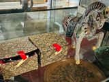 a glass display case with a horse and a box on it
