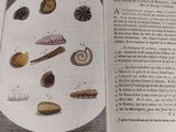 an open book with a picture of shells on it