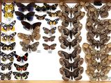 de nombreuses espèces différentes de papillons de nuit exposées dans une boîte en bois