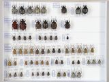 de nombreux insectes exposés dans une vitrine