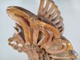a sculpture of a bird that is on a table