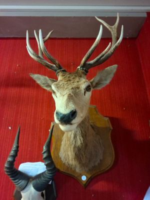 a deer head with horns and a cow ' s head on the wall