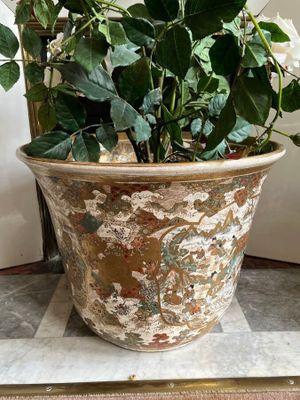 a potted plant that is sitting on a table