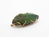 un gros plan d'un coléoptère vert sur une surface blanche