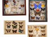 quatre papillons encadrés sont exposés dans une vitrine sur fond blanc