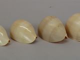 four pieces of garlic sitting next to each other on a white surface