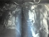 une photo de deux vaches debout dans une pièce