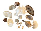 many different types of shells arranged in a circle